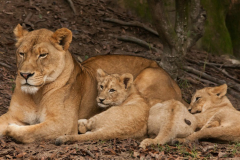 Lionne et ses lionceaux