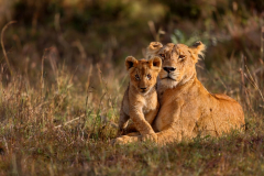 Lionne et son lionceau